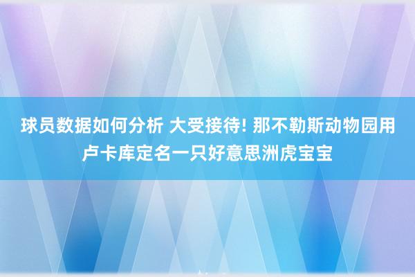 球员数据如何分析 大受接待! 那不勒斯动物园用卢卡库定名一只好意思洲虎宝宝